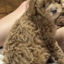 Cavoodle