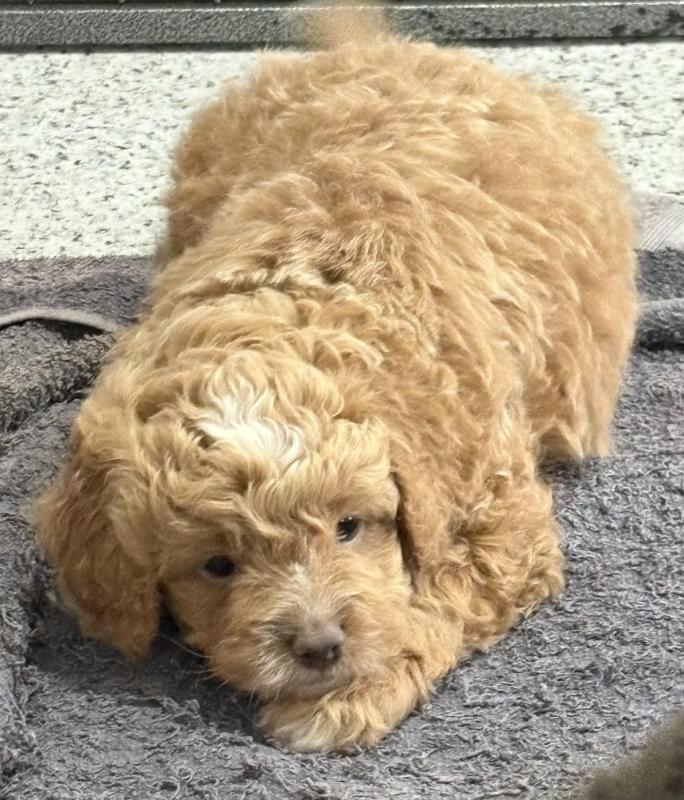 Cavoodle