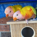 WANTED - Lutino lorikeet pair!