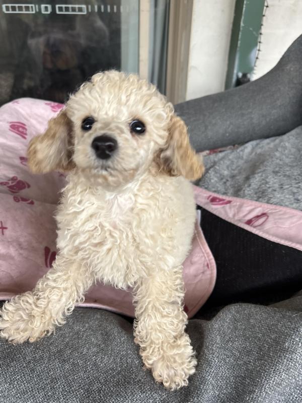 Toy/minipuppie