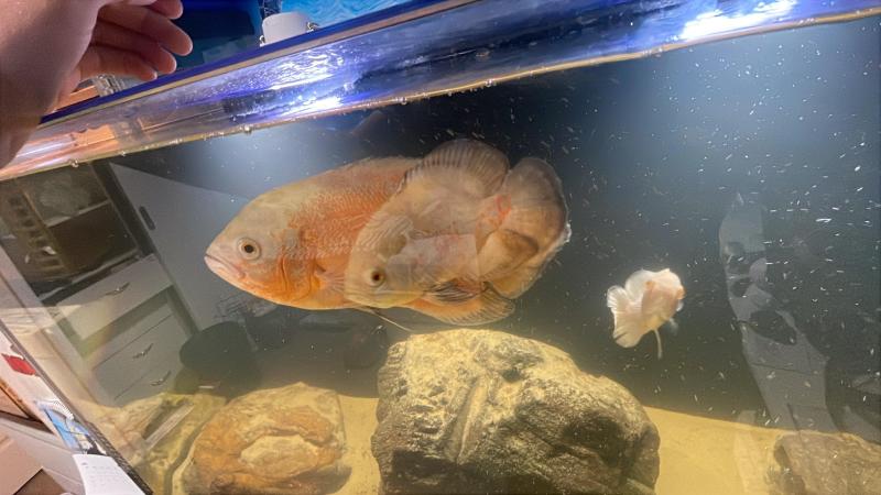Breeding pair of Oscars