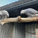 African grey parrots