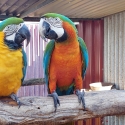 Blue & gold & harlequin