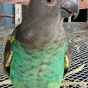 Myers parrot handraised male DNA