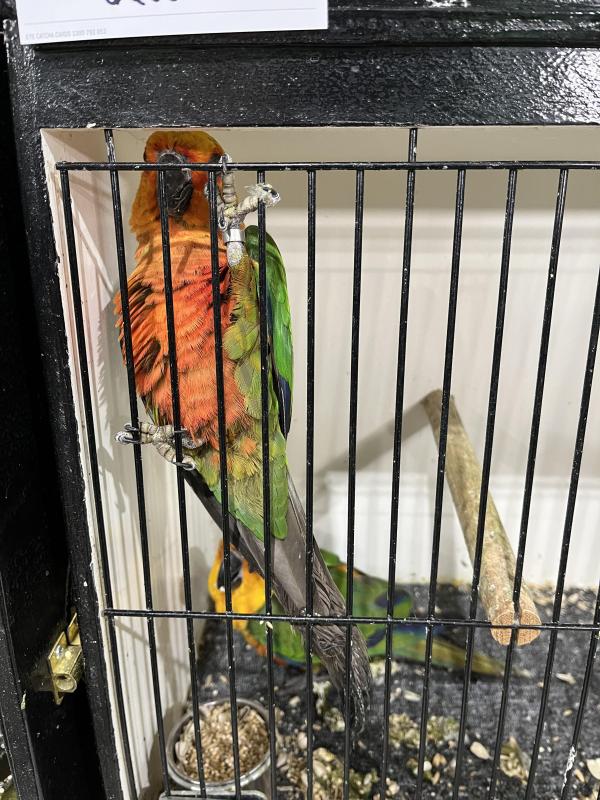 Jenday Conures