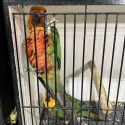 Jenday Conures