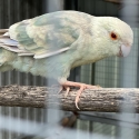 Mutation Kakarikis