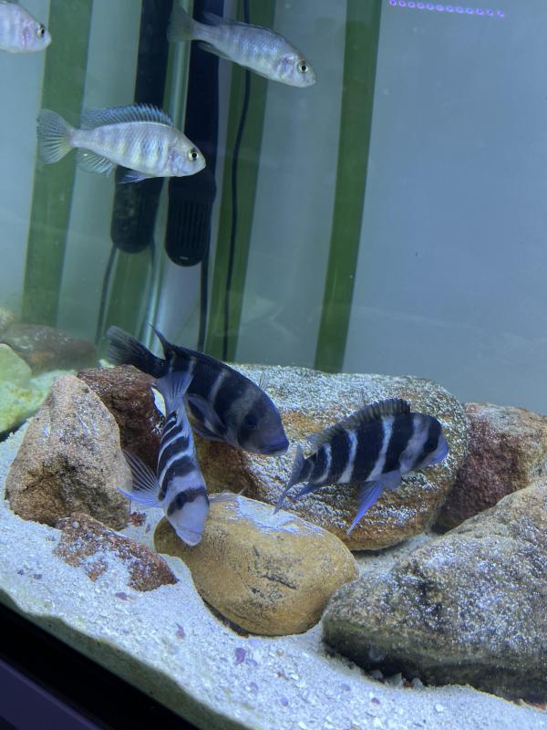 3 x 10-11cm+ Burundi Frontosas (unsexed) for $200, price negotiable.