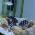 3 x 10-11cm+ Burundi Frontosas (unsexed) for $200, price negotiable.