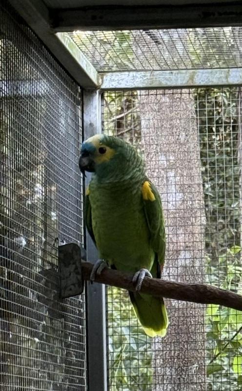 Blue Fronted Amazon - Mature Cock