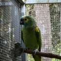 Blue Fronted Amazon - Mature Cock