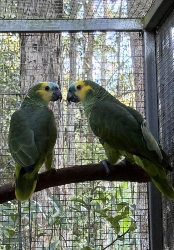 Blue Fronted Amazons