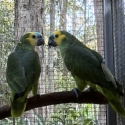 Blue Fronted Amazons