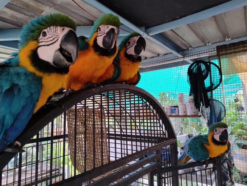 JARDINE'S + Blue & Gold Breeding Pr + 2 Hens + Burus + Figgies