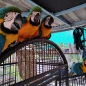 JARDINE'S + Blue & Gold Breeding Pr + 2 Hens + Burus + Figgies