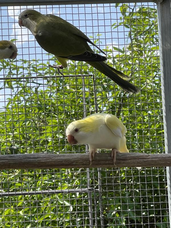 Cremino Quaker ( cockbird)