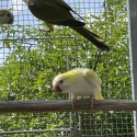 Cremino Quaker ( cockbird)