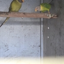Plumheads