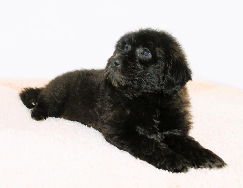 Bordoodle Boys - Ready Now