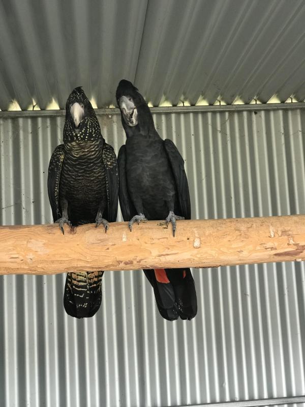 Red tailed Black Cockatoos.