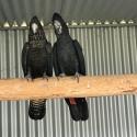 Red tailed Black Cockatoos.