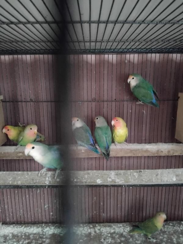 Young peach face lovebirds