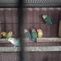 Young peach face lovebirds