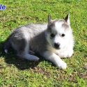 Siberian Husky Puppies