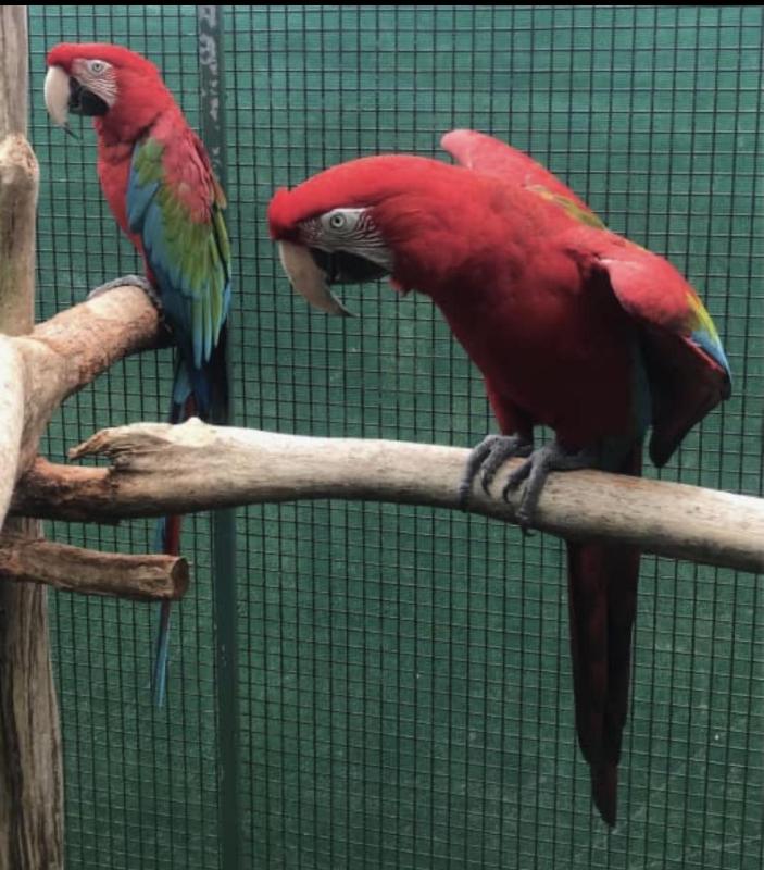 Goliath Greenwing Macaws Ready to Breed
