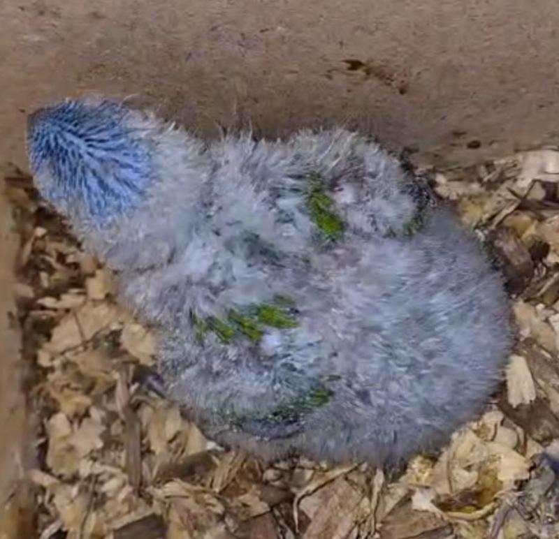 Baby lorikeet.