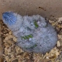 Baby lorikeet.