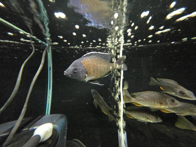 REDFIN KADANGO