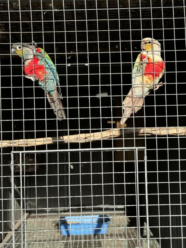 Cinnamon crimson belly conures