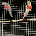 Cinnamon crimson belly conures