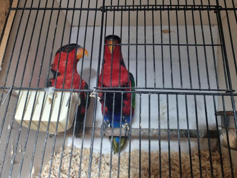 Birds going to Ballarat plus wanted