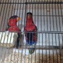 Birds going to Ballarat plus wanted