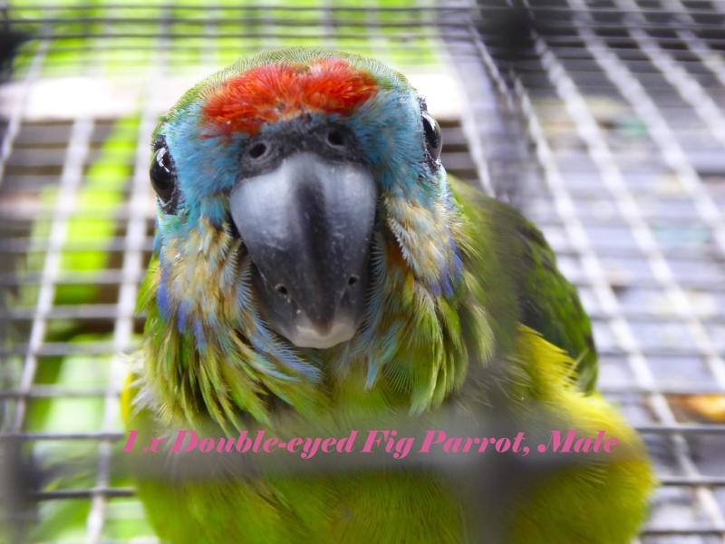 JARDINE'S + Blue & Gold Breeding Pr + 2 Hens + Burus + Figgies