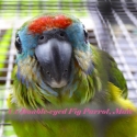 JARDINE'S + Blue & Gold Breeding Pr + 2 Hens + Burus + Figgies