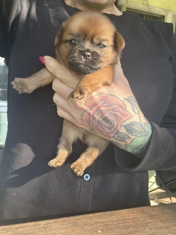 3/4 griffon 1/4 Pomeranian puppies female
