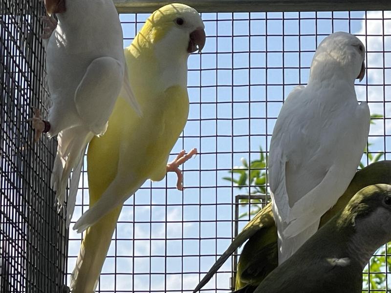 Albino Quakers 2 yr old