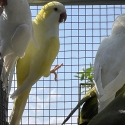 Albino Quakers 2 yr old