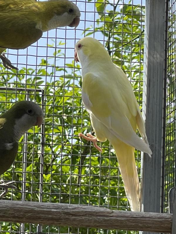 Cremino cockbird 2 yr old