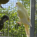 Cremino cockbird 2 yr old