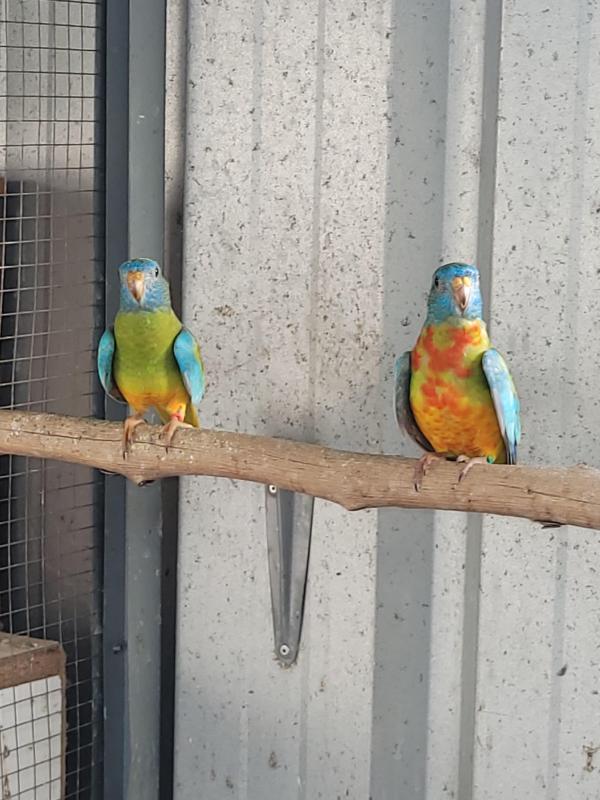 Scarlet chested parrot