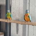 Scarlet chested parrot