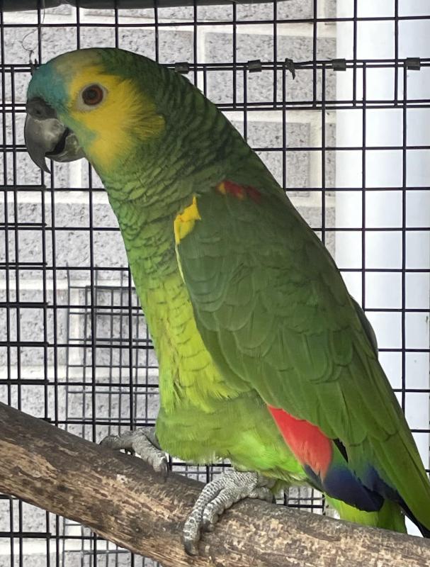 Male Blue Fronted Yellow wing Amazon 2022