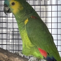 Male Blue Fronted Yellow wing Amazon 2022
