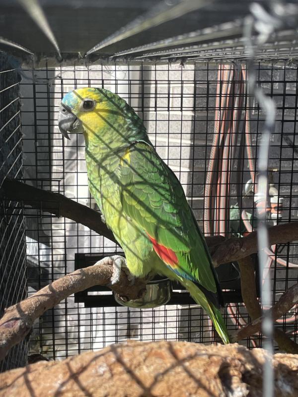 Blue Fronted Yellow Wing Amazon 2024