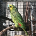 Blue Fronted Yellow Wing Amazon 2024