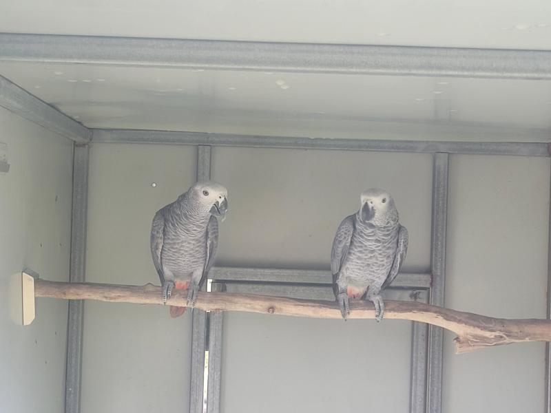 2024 African Greys